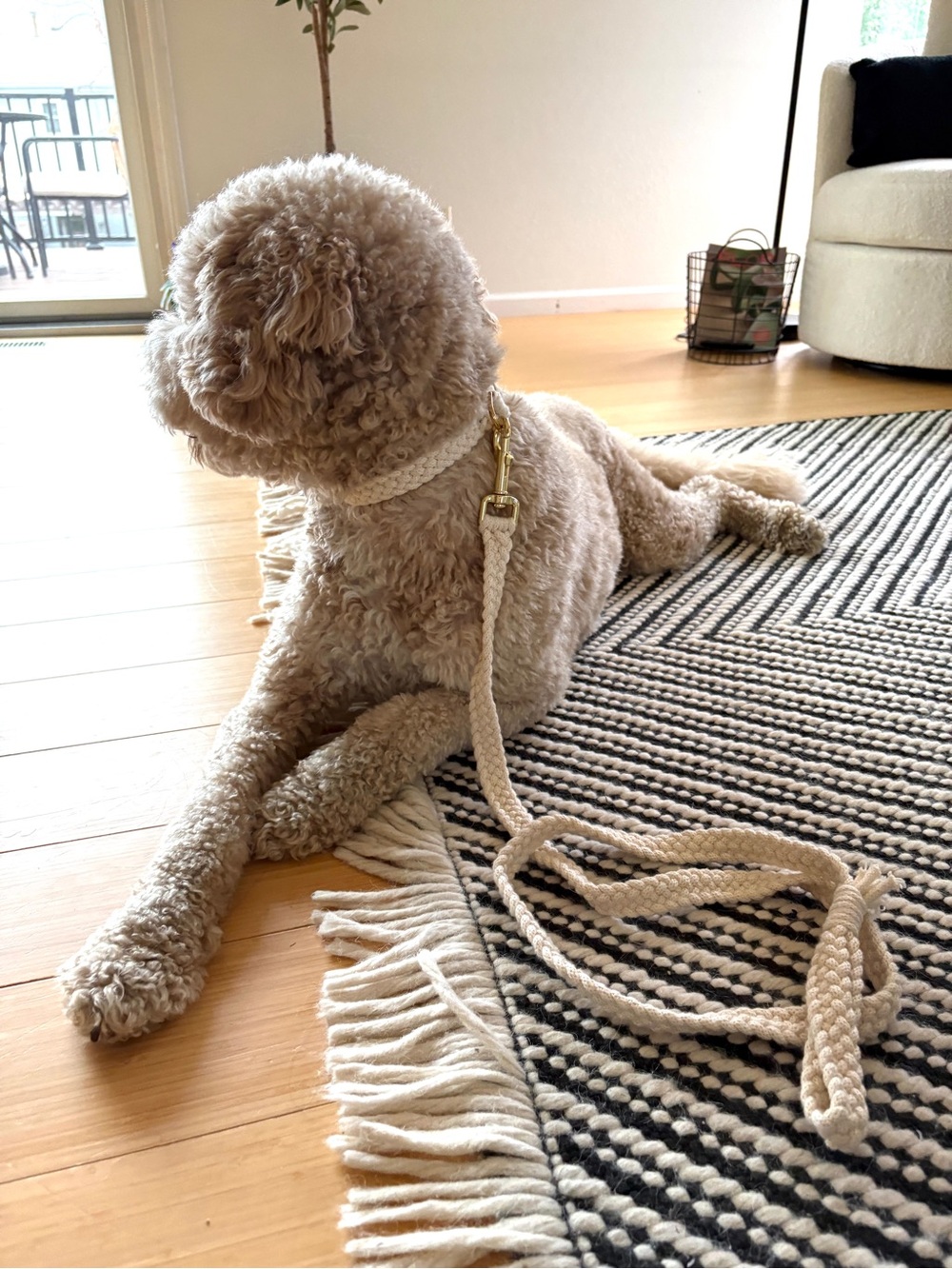 Cotton Collar + Leash Set - Braided Cream / Handmade by Zink & Dot